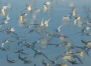 The Mystic, from CinemaDivina